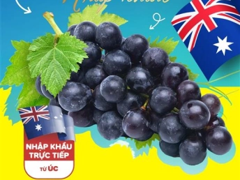 NHO ĐEN KHÔNG HẠT ÚC ĐÃ ‘HẠ CÁNH’ TẠI WINMART MÙA TẾT - TƯƠI NGON, GIÒN NGỌT 🍇