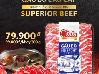 GẦU BÒ CAO CẤP O’LALA – DEAL TẾT SIÊU TỐC