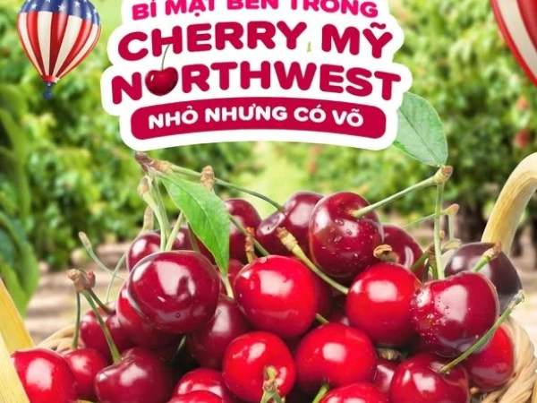 🍒 NHỎ NHƯNG CÓ VÕ - BÍ MẬT BÊN TRONG TRÁI CHERRY NORTHWEST MỸ 🇺🇸✨