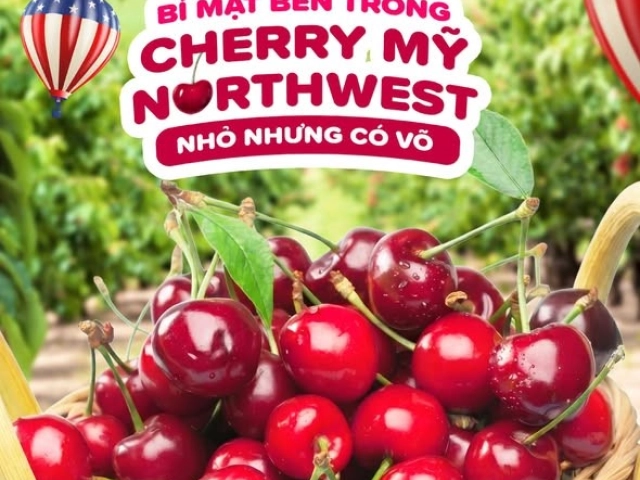 🍒 NHỎ NHƯNG CÓ VÕ - BÍ MẬT BÊN TRONG TRÁI CHERRY NORTHWEST MỸ 🇺🇸✨