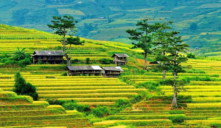 mù cảng chải