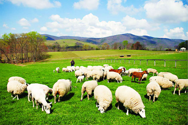 cánh đồng cừu Vũng Tàu