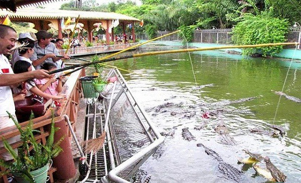 Du khách còn được trải nghiệm câu cá sấu