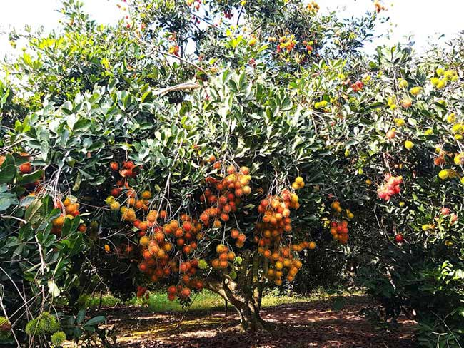 Cây chôm chôm trĩu quả tại Vườn cây Chín Hồng