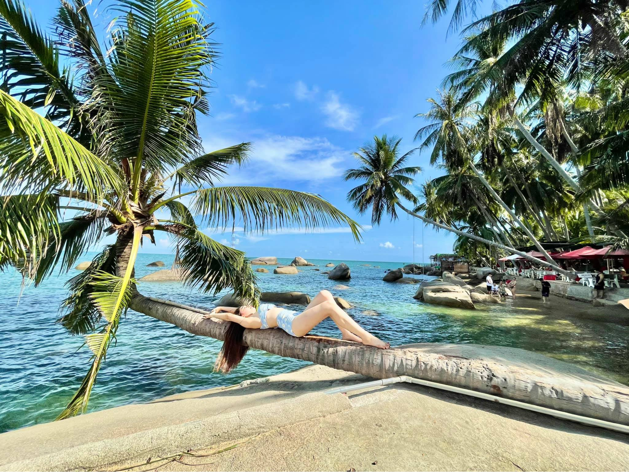 Những cây dừa nằm siêu hot tại biển Hòn Sơn là địa điểm check in lý tưởng của giới trẻ