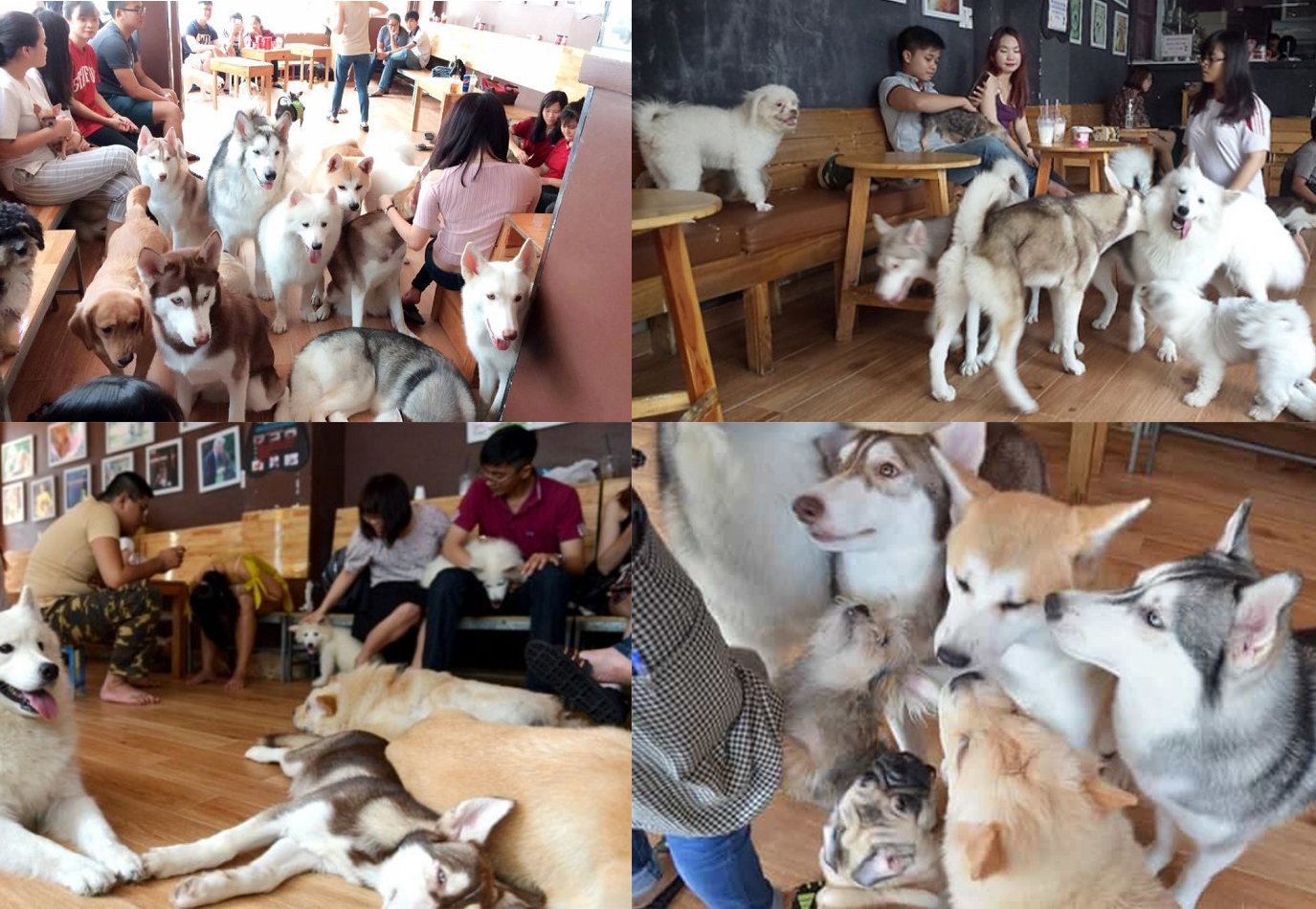 các chú chó xinh với bộ lông mềm tại pet ideal cafe