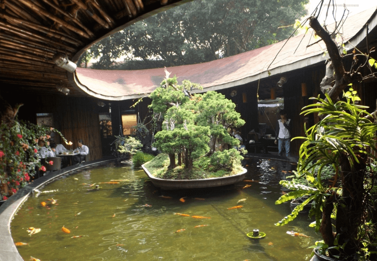 Sự phối kết hợp thân thiết cá Koi và bonsai ở Ellip Cafe