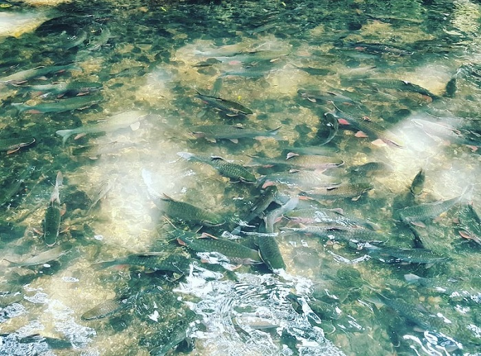 Đàn cá đông đúc tại Suối Cá Thần thu hút du khách