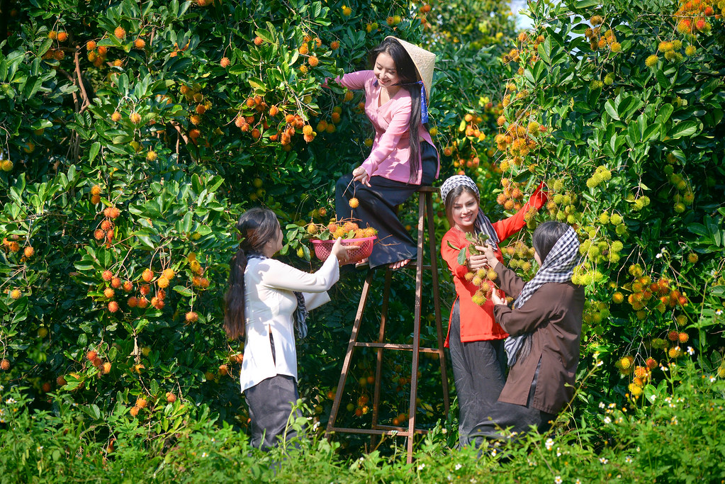 vườn trái cây thu hút ở khu du lịch đồng nai