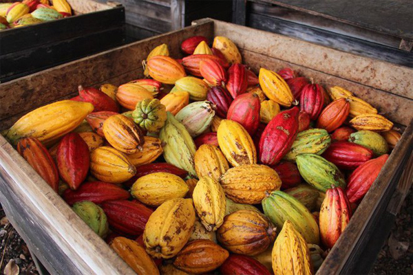 Những quả cacao tại Vườn ca cao Mười Cương